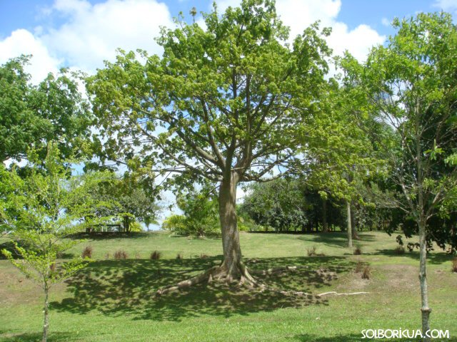 La Ceiba